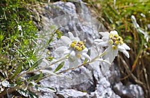 Edelweiss (Leontopodium alpinum) photo