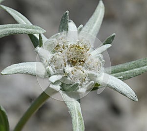 Edelweiss, Leontopodium, nivale photo