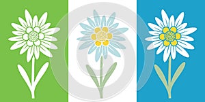 Edelweiss logo. Isolated edelweiss on white background