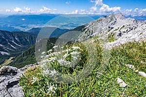 Edelweiss on the meadow on top of the mountain