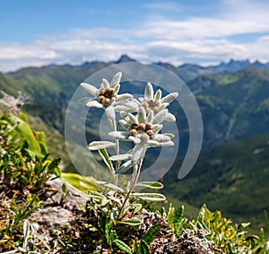 Edelweiss mountain flower. Leontopodium nivale photo