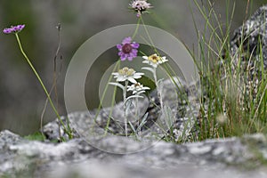 Edelweiss mountain rare flower in the wild