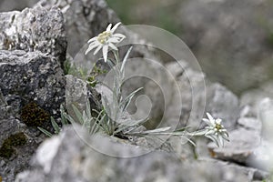 Edelweiss mountain rare flower in the wild