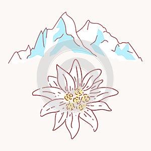 Edelweiss mountains mountaineering flower symbol alpinism alps germany logo photo