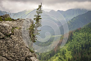 Edelweiss and other vegetation on the rock. Nosal. Tatra Mountains. Poland.