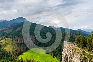 Edelweiss and other vegetation on the rock. Nosal. Tatra Mountains. Poland