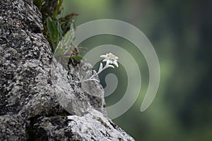 Edelweiss protected rare flower in the Tatra Mountains.