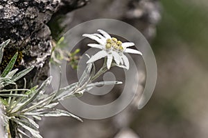 Edelweiss protected rare flower in the Tatra Mountains.