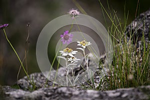 Edelweiss protected rare flower in the Tatra Mountains.