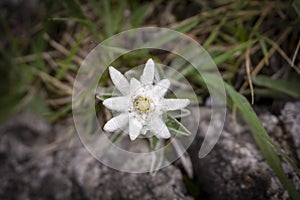 Edelweiss protected rare flower in the Tatra Mountains.