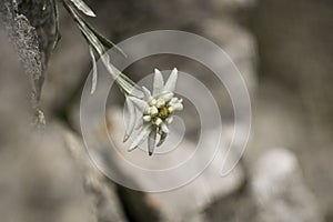 Edelweiss protected rare flower in the Tatra Mountains.