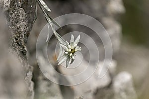 Edelweiss protected rare flower in the Tatra Mountains