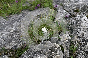 Edelweiss protected rare flower in the Tatra Mountains