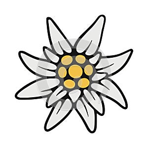 Edelweiss. A rare alpine flower in a simple flat style. The symbol of the Alps, Bavaria, Austria and Switzerland. Oktoberfest.