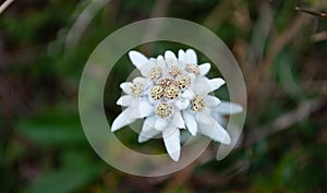 The edelweiss symbol of Austria