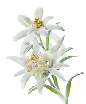 Edelweiss