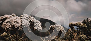 Edelweiss under cloudy sky