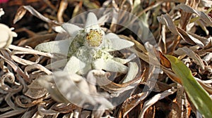 Edelweiss white flower. Leontopodium alpinum.