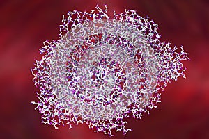 Edema toxin of anthrax bacterium