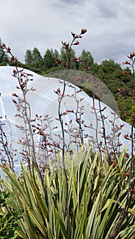Eden Project biome in St. Austell Cornwall