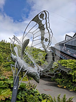 Eden project butterfly