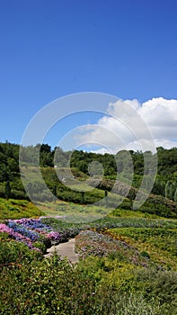 Eden Project gardens in St. Austell Cornwall photo