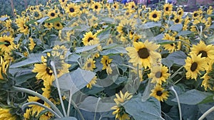 Girasoles photo