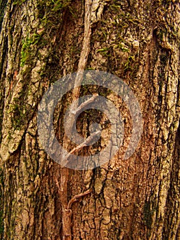 Edera morta su corteccia