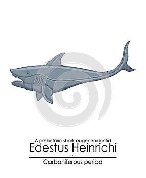 Edestus Heinrichi, a prehistoric shark