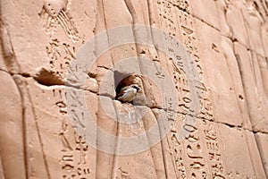 Edfu Temple in Egypt