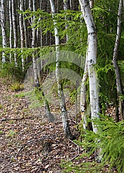 On the edge of a birch grove