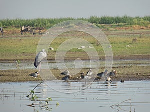 The Edge of birds