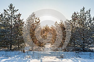 Edge of a coniferous winter forest during sunset with the sun and rays against the blue sky. Northern winter landscape