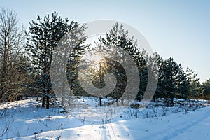 Edge of a coniferous winter forest during sunset with the sun and rays against the blue sky. Northern winter landscape