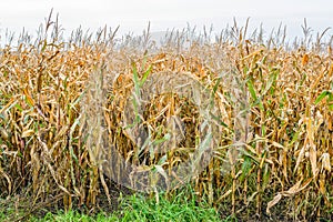 At the edge of a corn field