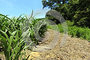 Edge of the Corn Field