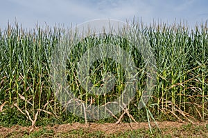 Edge of Corn Field in Summer