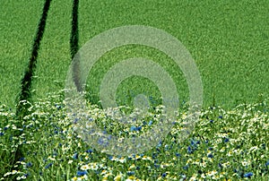 edge of a crop field