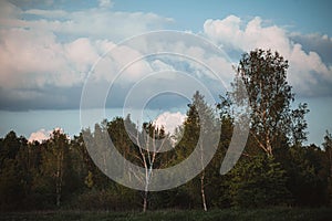 The edge of a deciduous forest with birches at sunset.
