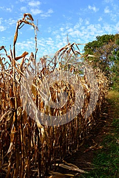 Edge of Dried Corn Field Ready for Autumn Harvest