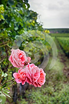 edge of estate with rose garden and trellis vine