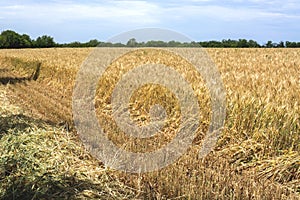 The edge of the field with the ripened grain crop, with a beveled rye or barley, for safety purposes from fire.