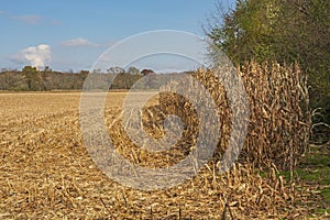Edge of Freshly Cut Corn Field in the Fall