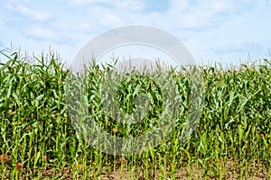 Edge of the green corn field at sunny summer day under a bright cloudy sky