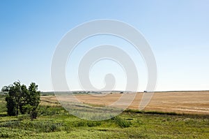 Edge of harvested wheat field, rural landscape