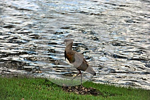 At the edge of the lake a bird Vanellus chilensis photo
