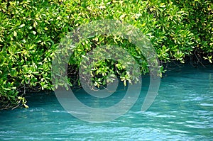 The edge of a lake river flanked by water floating plants and bushes
