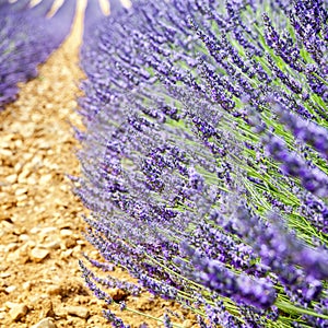 Edge of a lavender aisle on ocher ground