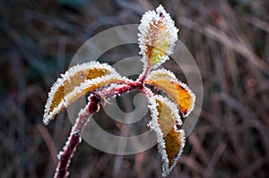 The edge of the leaves on an apple tree branch are covered with frost, creating a beautiful pattern