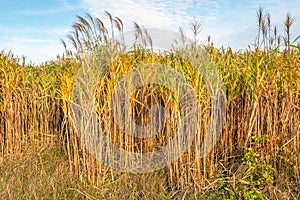 At the edge of mature yellow Elephant Grass or Miscanthus giganteus plants in a Dutch field. The crop is used as biofuel for the